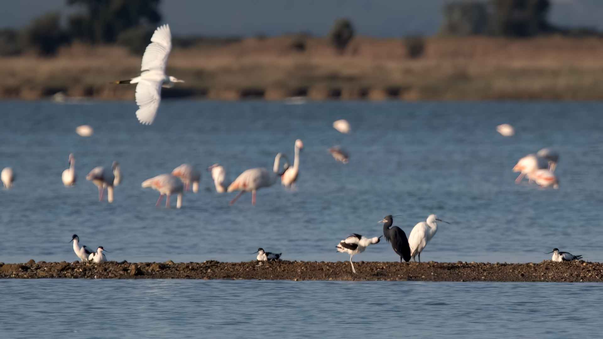 Kıyı balıkçılı